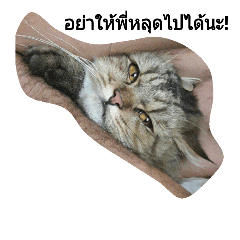 kitty's gang