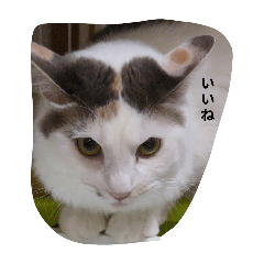 yama_20250714183801