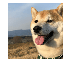 Shiba dogs