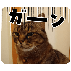 koko_20250714211602