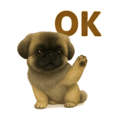 pekingese1