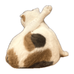 uchineko1st