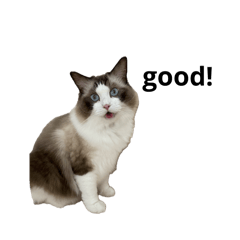 taniguchi_20250714224917