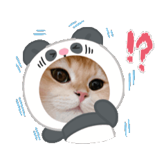 肉包貓咪一天