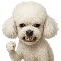 Grossly ugly cute12(toy poodle)