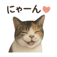 cute cats nora nyanko