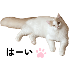 Sharon_20250713082517