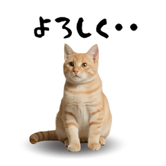 ネコが、繰り広げる表情の世界