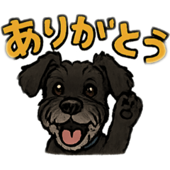 Harry_20250714211450