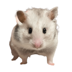 イカちゃんとしらたきちゃんスタンプ④