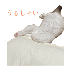 cuty cat ragdoll