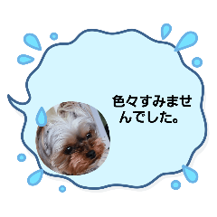 yorkie HINA_20250714233126