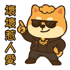 Naughty Shiba Inu is lovable