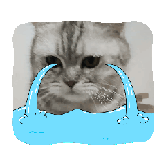 cat_20250715170300