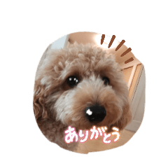 choco_20250715154752