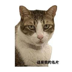 阿虎是一隻小貓咪