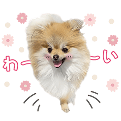 [うちの子スタンプ]