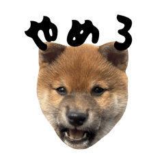 Hachi_20250715103156