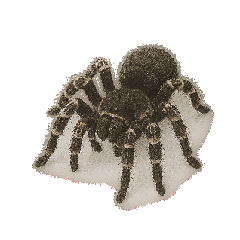 tarantula Realistic Animation