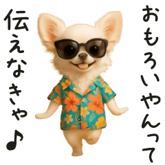 Kansai dialect Eho Eho Chihuahua!