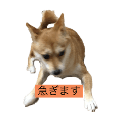 kinako_20250715220416