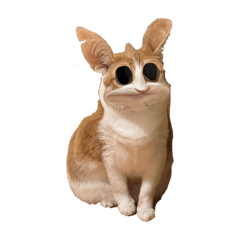 胖貓純圖