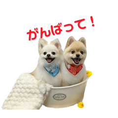 RINA_20250715191650