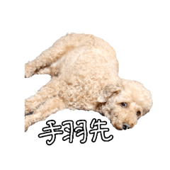 hachi_20250715234439