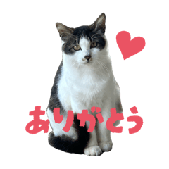 Haniwa cat
