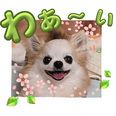 我爱狗 吉娃娃的生活