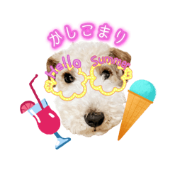 はっぴぃテリアの夏だぁsummerだぁ