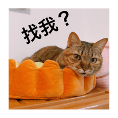 Didi daily life