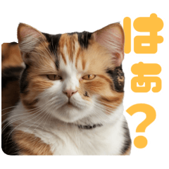 Chubby very cute Cat stickers