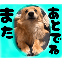 ごっちゃんMIX犬3
