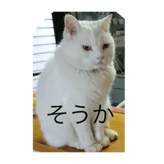 Boss Cat ryu