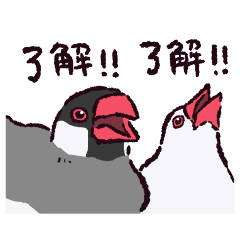 Java sparrow!?