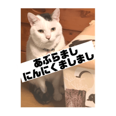 yuumi_20250714191400