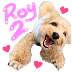 マルプーのRoyくん 2