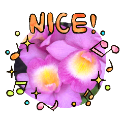N:G