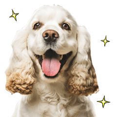 アメリカン☆コッカースパニエル