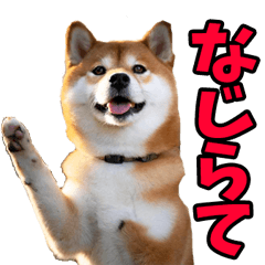 Shiba Inu from Niigata