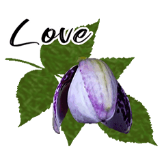 Love Flowers for Greeting