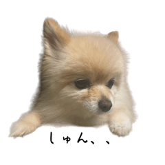 dog_2025071611463