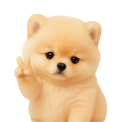 Cute Chubby Pomeranian (NTZ)