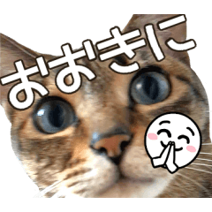 猫のすたんぷ。。。ドアップ関西弁編