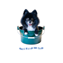 我與尼尼