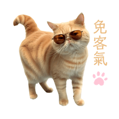 加菲DiDi 的日常