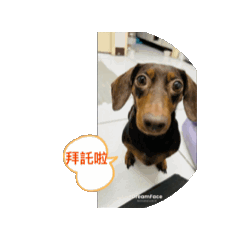 可愛臘腸錢錢妹妹