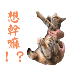 水庫貓貓2.0