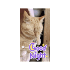 Mimi_20250717131826